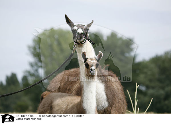 Lama mare with foal / RR-16408