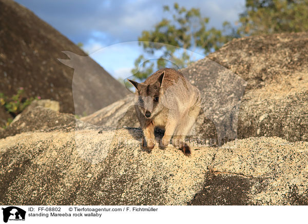 standing Mareeba rock wallaby / FF-08802