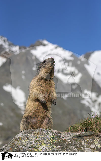 sitting Alpine Marmot / PW-03311
