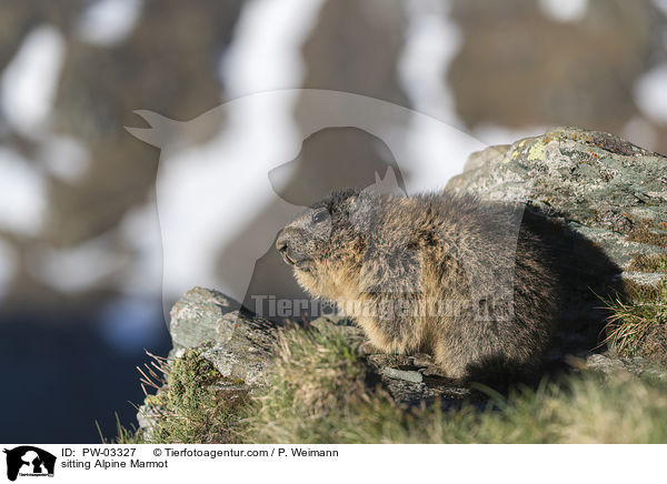 sitting Alpine Marmot / PW-03327