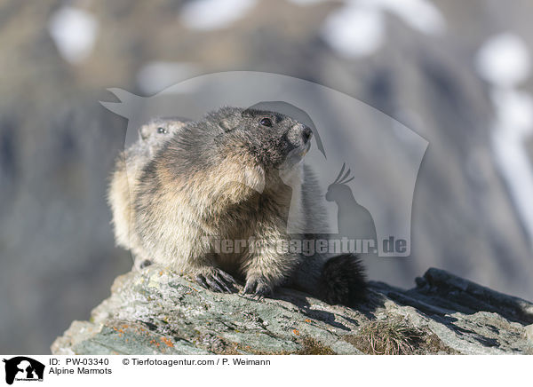 Alpine Marmots / PW-03340