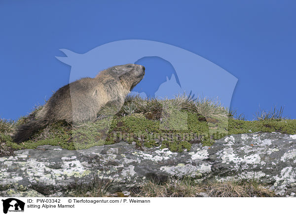 sitting Alpine Marmot / PW-03342
