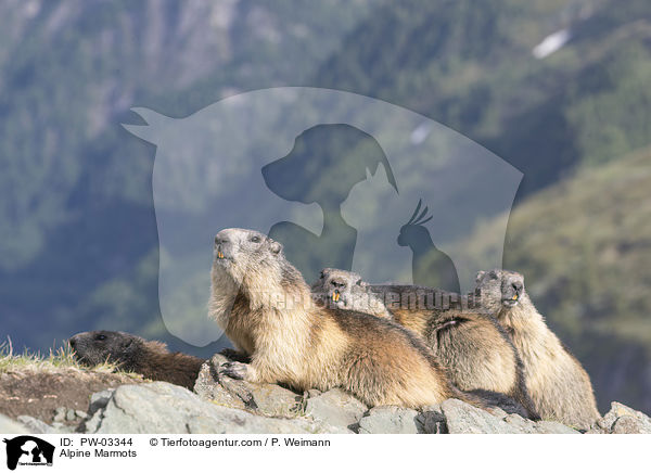 Alpine Marmots / PW-03344