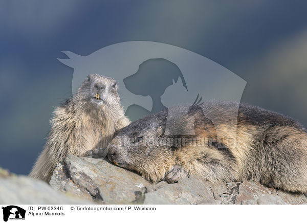 Alpine Marmots / PW-03346