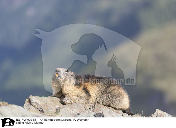 sitting Alpine Marmot / PW-03348