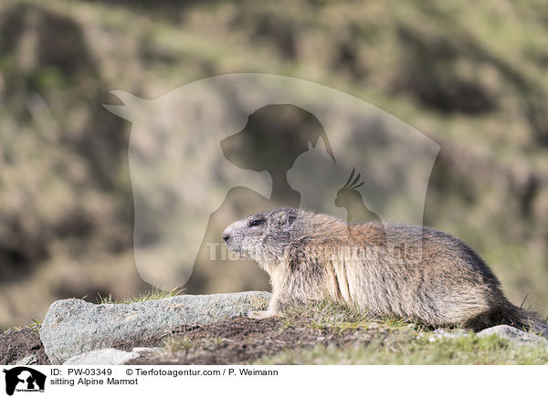 sitting Alpine Marmot / PW-03349