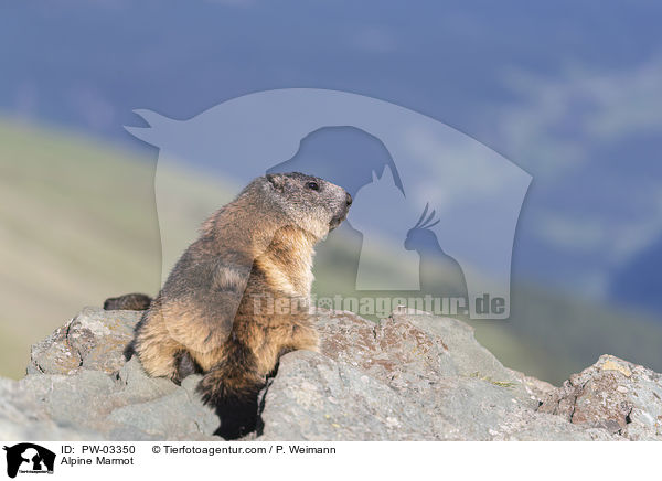 Alpine Marmot / PW-03350