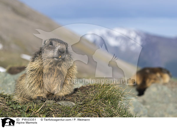 Alpine Marmots / PW-03351