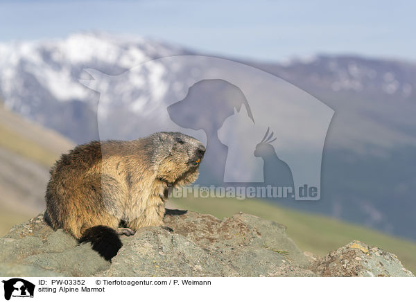 sitting Alpine Marmot / PW-03352