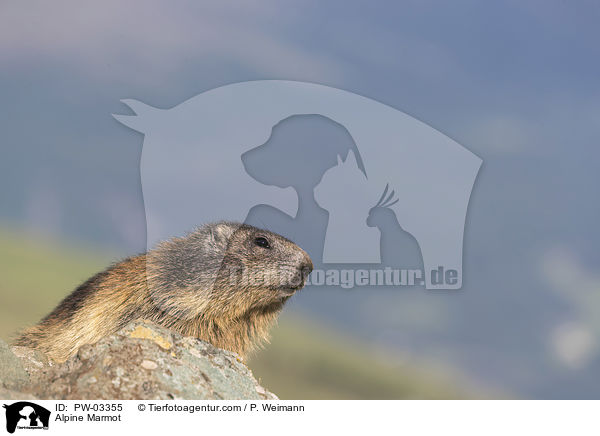 Alpine Marmot / PW-03355