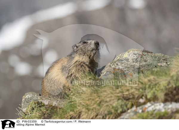 sitting Alpine Marmot / PW-03359