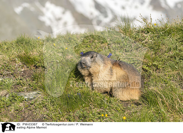 eating Alpine Marmot / PW-03367