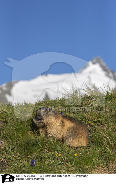 sitting Alpine Marmot / PW-03368