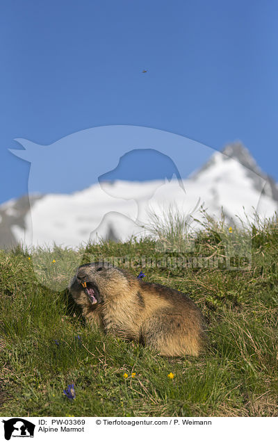 Alpine Marmot / PW-03369