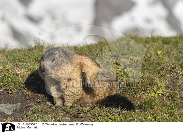 Alpine Marmot / PW-03370