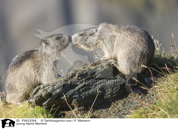 young Alpine Marmots / PW-03394