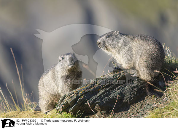 young Alpine Marmots / PW-03395