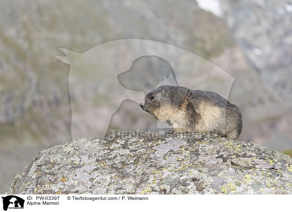 Alpine Marmot / PW-03397
