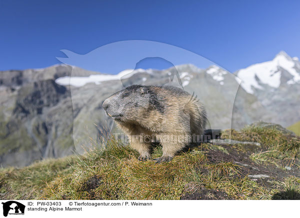 standing Alpine Marmot / PW-03403