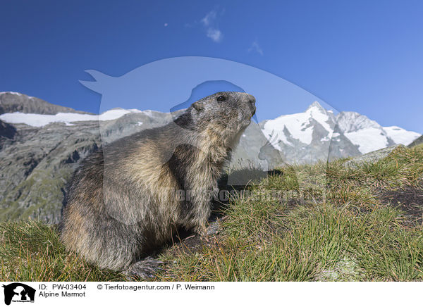 Alpine Marmot / PW-03404