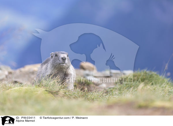 Alpine Marmot / PW-03411