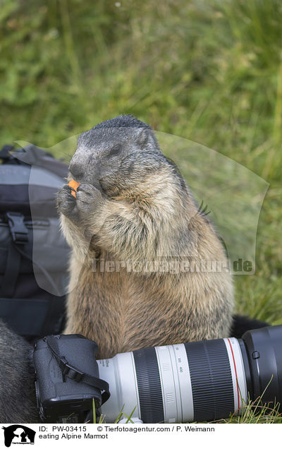 eating Alpine Marmot / PW-03415