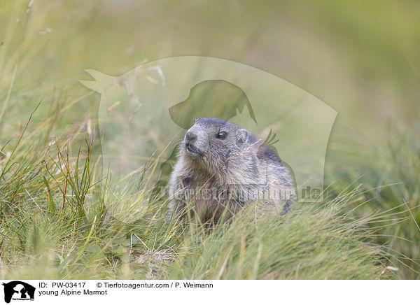 young Alpine Marmot / PW-03417