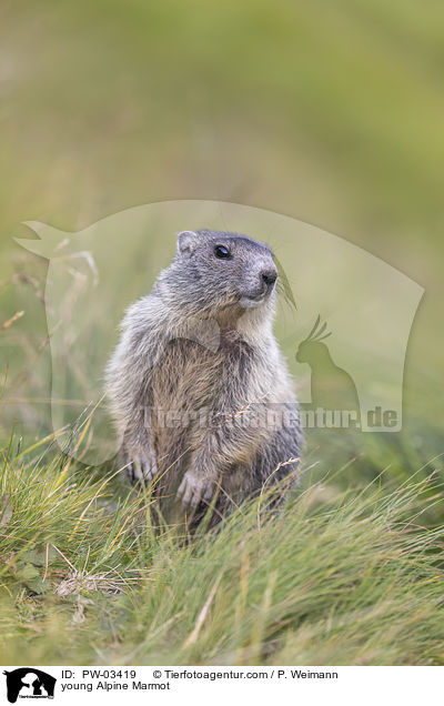 young Alpine Marmot / PW-03419