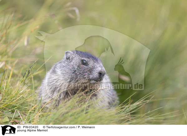 young Alpine Marmot / PW-03420