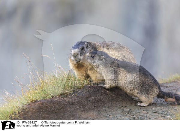 young and adult Alpine Marmot / PW-03427
