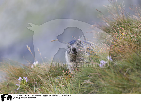 young Alpine Marmot / PW-03429