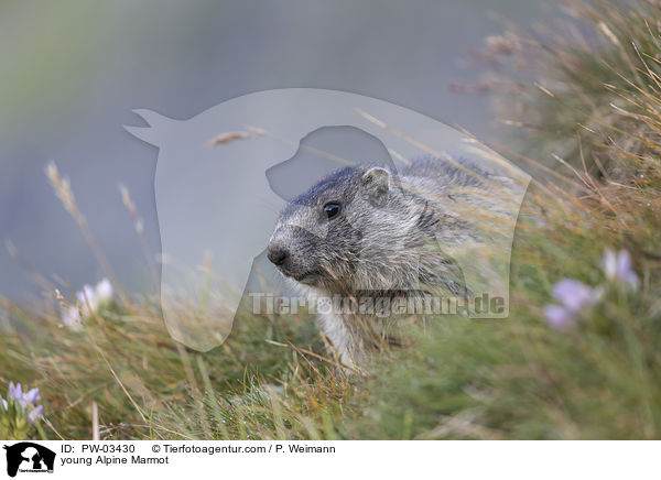 young Alpine Marmot / PW-03430