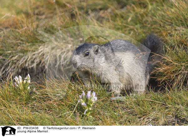 young Alpine Marmot / PW-03436