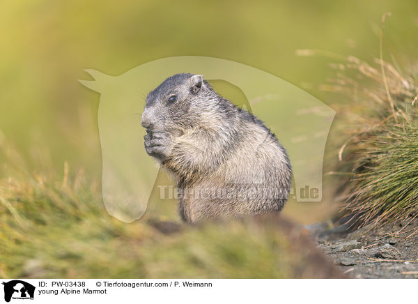 young Alpine Marmot / PW-03438