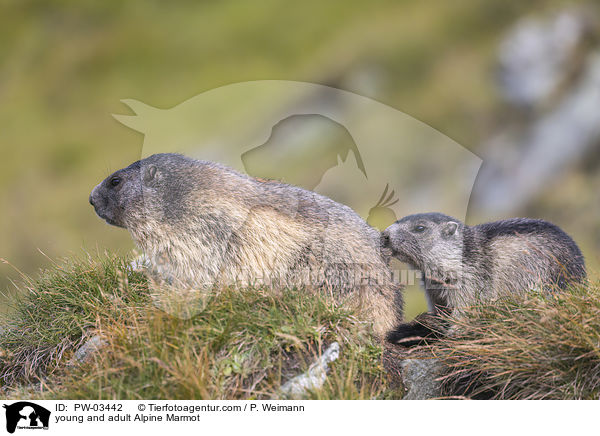 young and adult Alpine Marmot / PW-03442