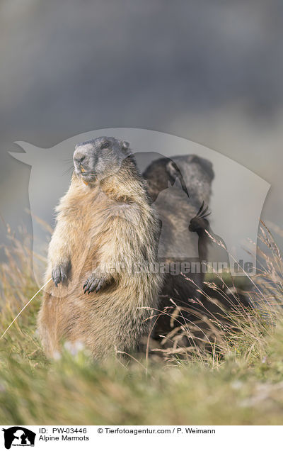Alpine Marmots / PW-03446