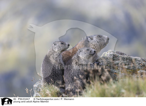 young and adult Alpine Marmot / PW-03447