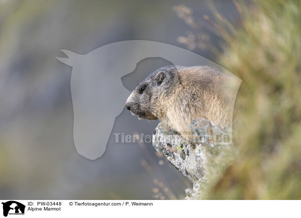 Alpine Marmot / PW-03448