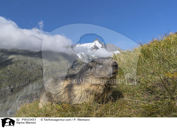 Alpine Marmot / PW-03451