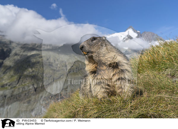 sitting Alpine Marmot / PW-03453