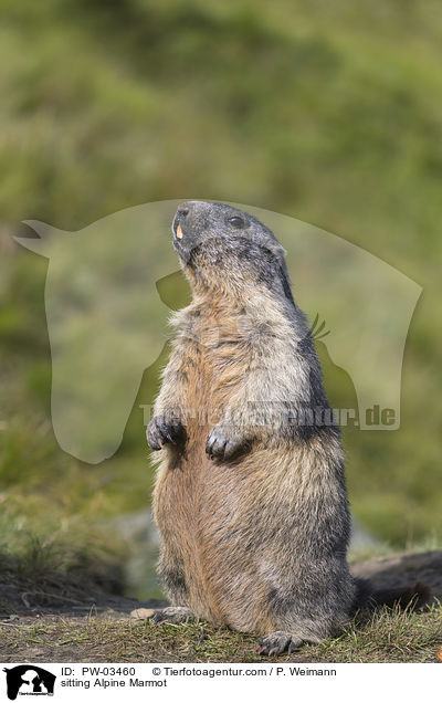 sitting Alpine Marmot / PW-03460
