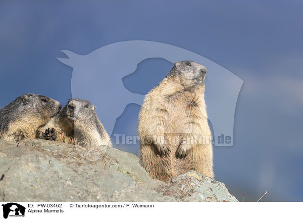 Alpine Marmots / PW-03462