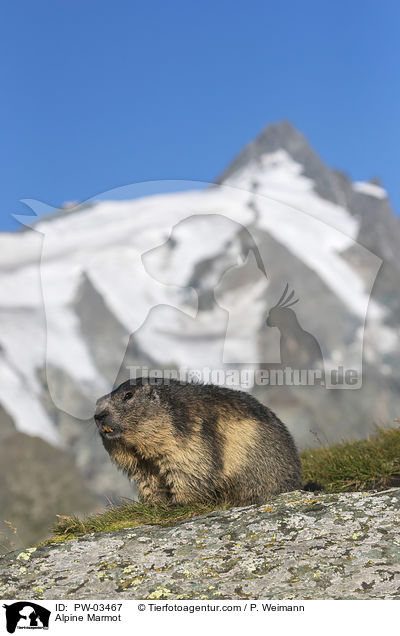 Alpine Marmot / PW-03467