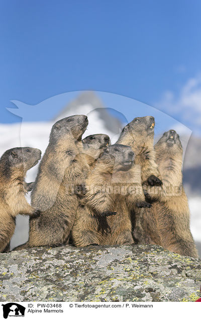 Alpine Marmots / PW-03468
