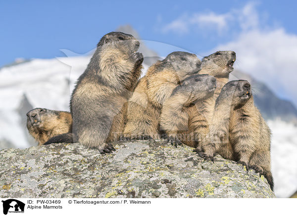 Alpine Marmots / PW-03469