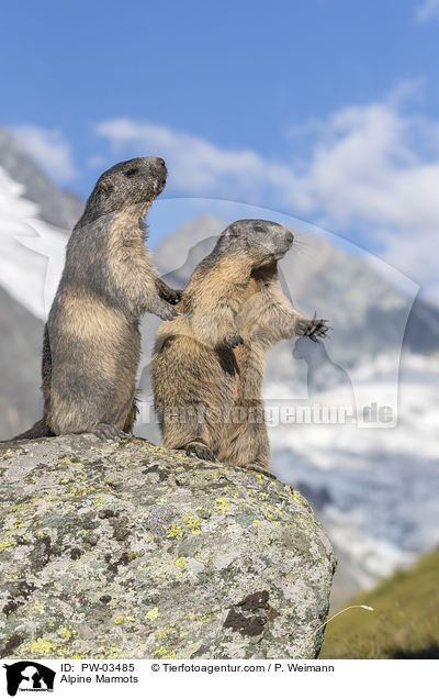 Alpine Marmots / PW-03485