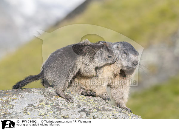 young and adult Alpine Marmot / PW-03492