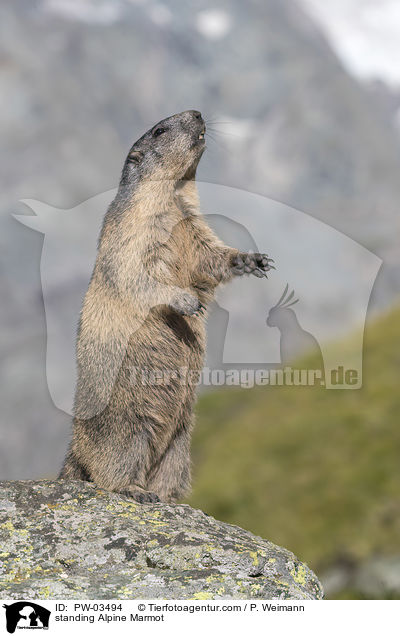 standing Alpine Marmot / PW-03494