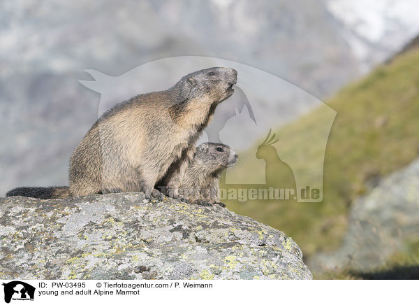 young and adult Alpine Marmot / PW-03495