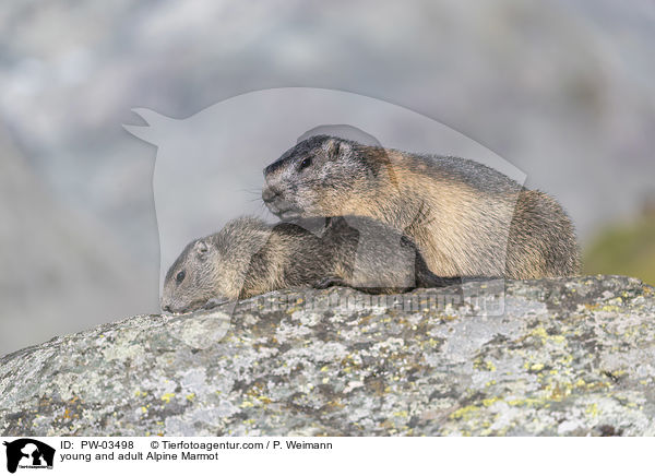 young and adult Alpine Marmot / PW-03498